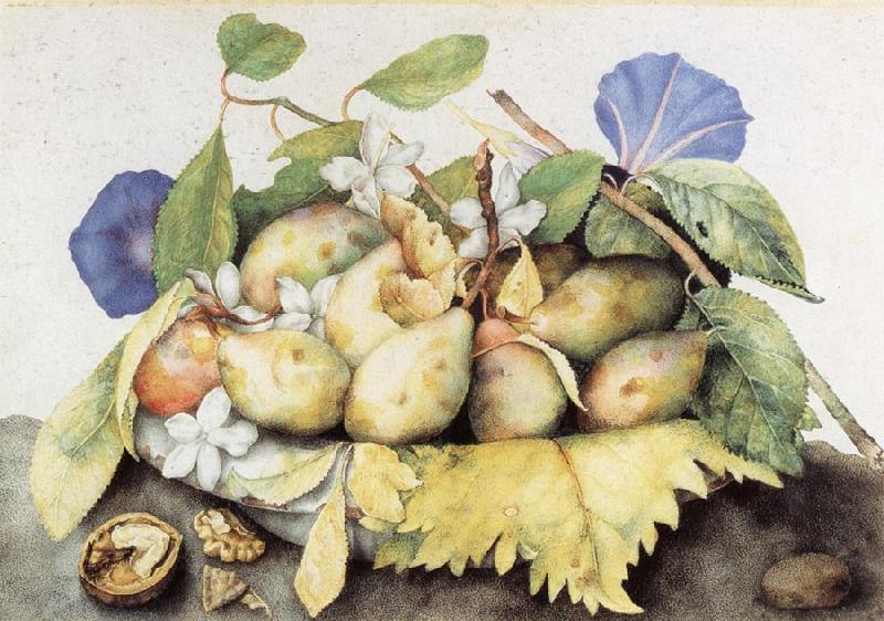 Giovanna Garzoni Plate of Plums with Jasmine and Nuts oil painting image